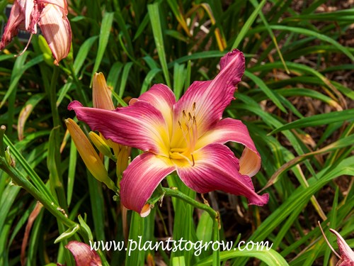 Lake Norman Spider Daylily 
(Hemerocallis)